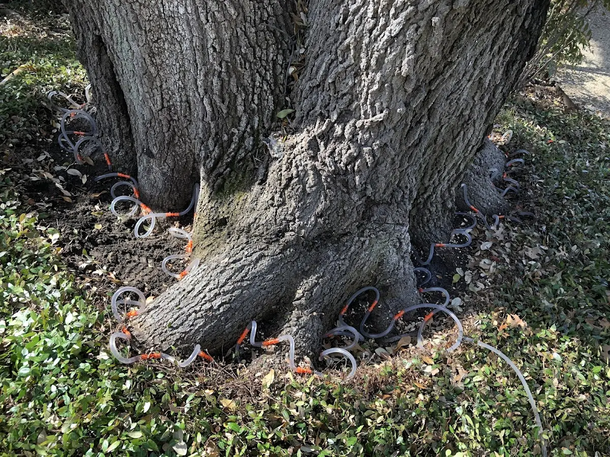 Detailed Tree Cabling and Bracing job site in Bicknell