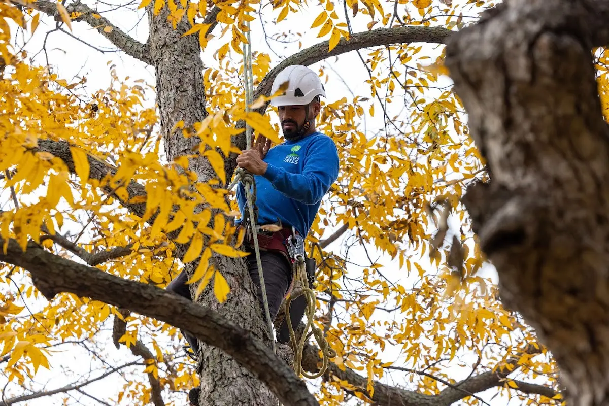 Skilled Tree Planting crew working in Bicknell